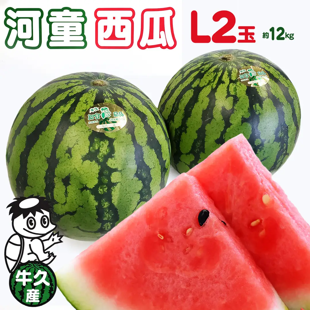 《 先行予約 》 牛久市産 河童 西瓜 L 2玉 ( 約 12kg ) 【 2026年6月中旬発送開始 】