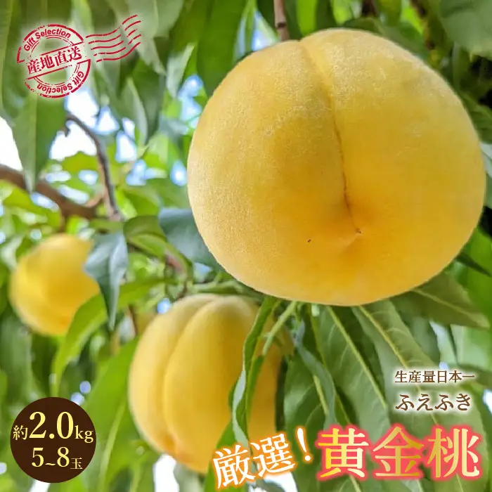 【2026年発送★先行予約】厳選！山梨県笛吹市産 黄金桃 約2kg (5～8玉) 156-012