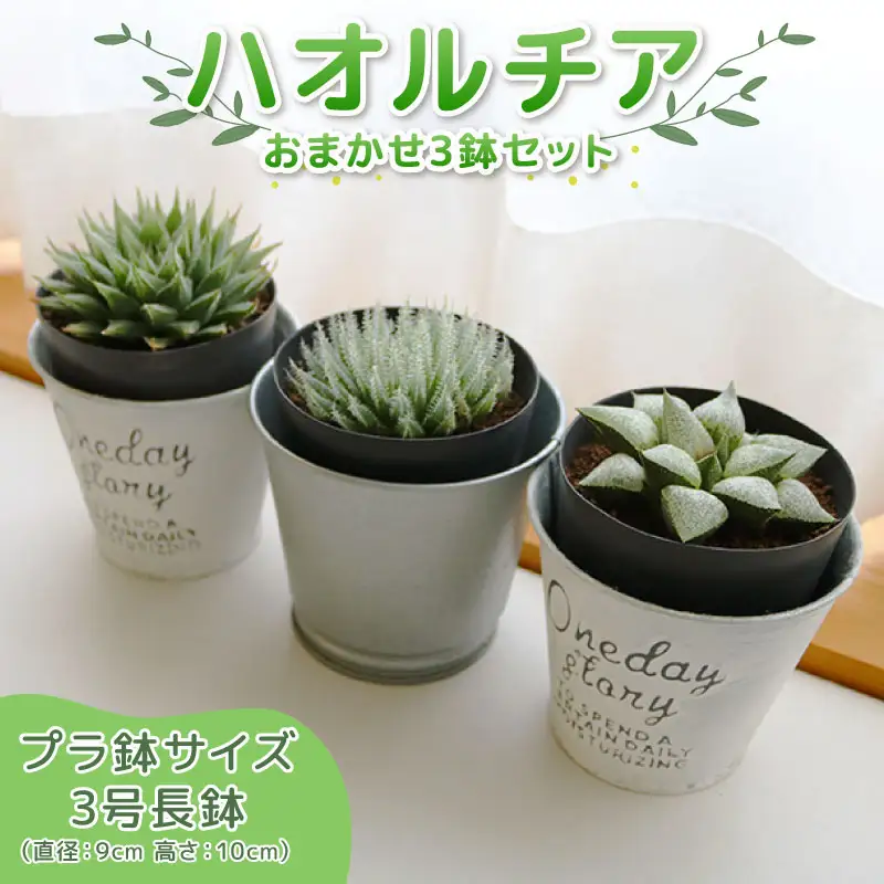 多肉植物】 ハオルチア おまかせ3鉢セット 多肉植物 | 静岡県藤枝市