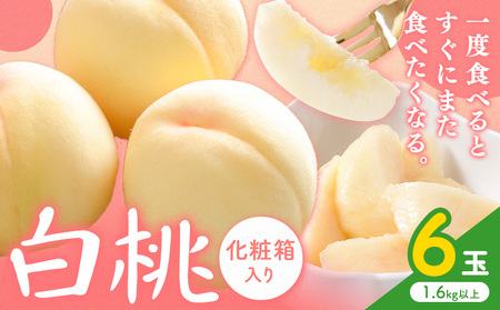 岡山県産 白桃 6玉(1.6kg以上)  株式会社山博 (中本青果)【配送不可地域あり】