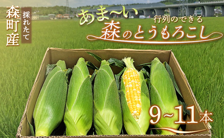 とうもろこし 先行予約 森のとうもろこし 9～11本 甘々娘 甘太郎 産地直送 野菜 夏野菜 夏 2026年