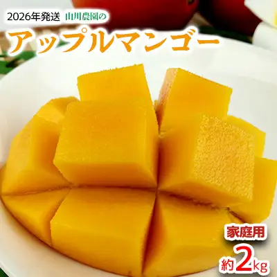 【2026年発送】山川農園のアップルマンゴー家庭用（約2kg） アーウィン 果物 甘い 夏 濃厚 お取り寄せ Mango ランキング 完熟 お気に入り 美味しい 人気 おすすめ フルーツ 沖縄県 南国 食品 デザート 産地直送 送料無料