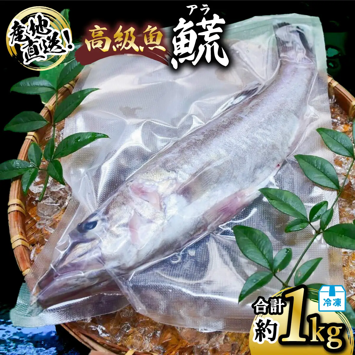 アラ 約1kg 産地直送 冷凍 下処理済 あら 𩺊 高級魚 水揚げ時重量約1kg 下処理後約900g
