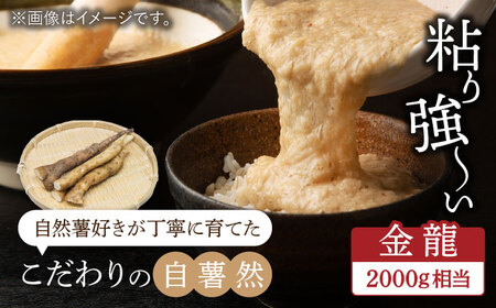 自然薯（金龍）2000g相当【小川農園小川屋】疲労回復 免疫力向上 産地直送 とろろ 山芋 健康食 じねんじょ ギフト 滋養強壮 贈答 レシピ とろろご飯 山薬 山のうなぎ 送料無料[MAE013]