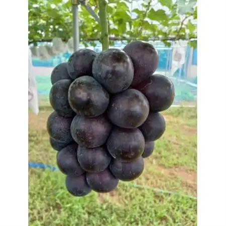 圧巻の味ナガノパープルと貴方の思考を変える味シャインマスカット　約1.2kg(2～3房)_果物・フルーツ ぶどう・マスカット  ブドウ 葡萄 _【配送不可地域：離島】【1470009】