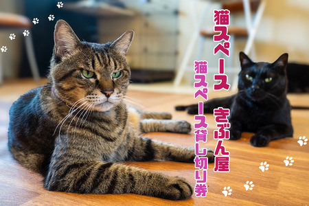 猫スペース1日貸し切り券