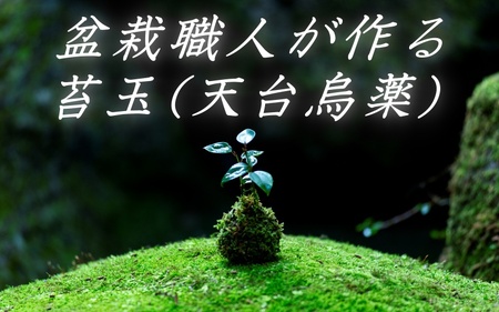 盆栽職人が作る苔玉(天台烏薬) / ギフト 徐福 伝説 自然 天然 新宮 【mtt001】