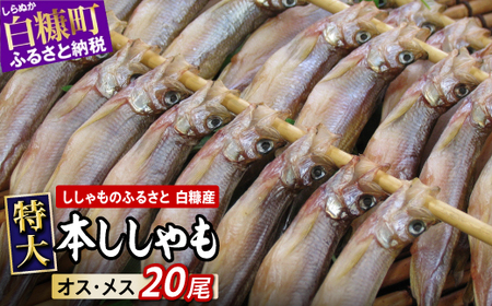 【ふるなび限定】しらぬか産 特大本ししゃも【特大20尾（オスメス各10尾）】FN-Limited_A020-1074