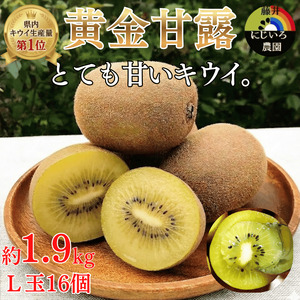 【先行予約】キウイ 黄金甘露 約1.9kg 山口県 阿武町産 国産 希少品種 早生 とろける甘さ ジューシー 数量限定《2026年9月中旬～10月中旬発送》
