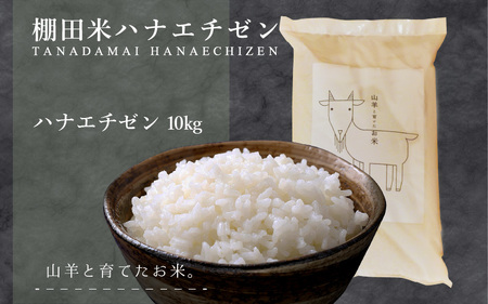 令和7年産 『ハナエチゼン』 10kg (単一原料米) [003-a002-A]