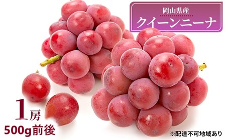 ぶどう 2026年 先行予約 クイーンニーナ 1房 500g前後 ぶどう