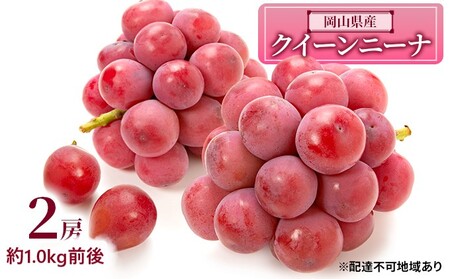 ぶどう 2026年 先行予約 クイーンニーナ 2房 約1.0kg前後 ぶどう