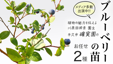 ブルーベリー の 苗 2品種セット （品種おまかせ） | 茨城県牛久市