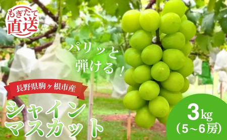 2026年産 シャインマスカット 3kg （5～6房） 長野 農家からもぎたて直送 ぶどう 種なし 皮ごと 産地直送 フルーツ 果物 デザート おやつ マスカット ブドウ 葡萄 秋 旬 駒ヶ根市産 信州 長野県 長野県産