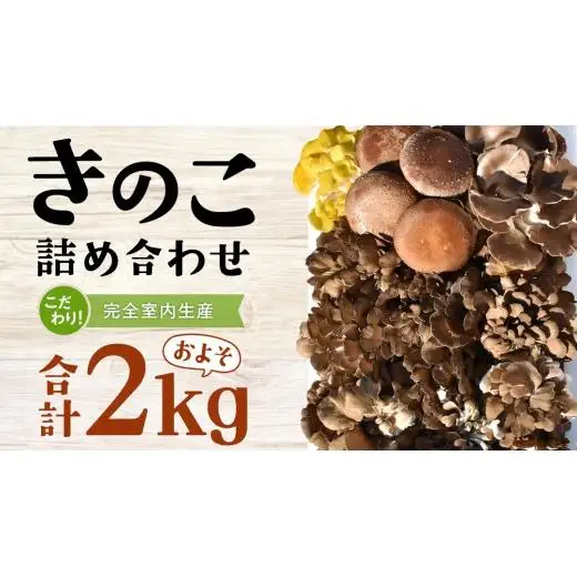 きのこ の 詰め合わせ Lサイズ( 約2kg ) （茨城県共通返礼品：城里町）