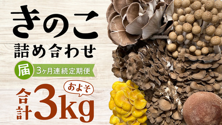 【 3ヶ月連続定期便 】きのこ の 詰め合わせ Sサイズ ( 約1kg ) （茨城県共通返礼品：城里町）