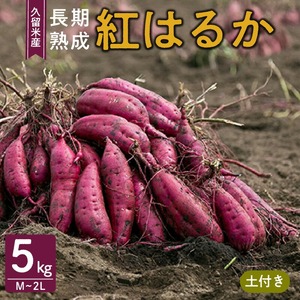 福岡県久留米市産　長期熟成紅はるか 5kg　M～2L　土付き 〔Gx036〕