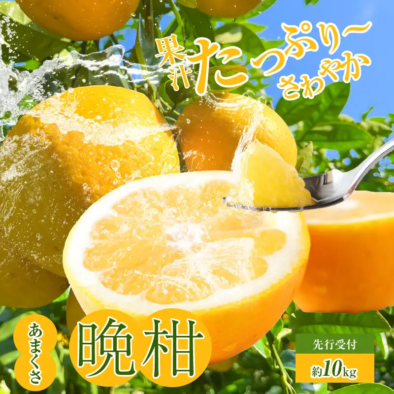 S149-002_あまくさ晩柑 約10kg【先行受付】