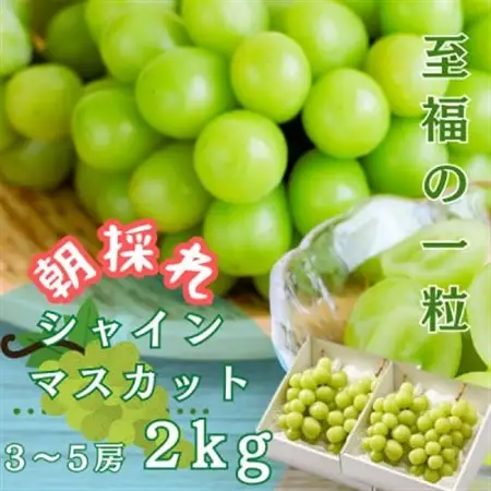 茨城県かすみがうら市産シャインマスカット　約2Kg (3～5房)_果物・フルーツ ぶどう・マスカット  ブドウ 葡萄 _【配送不可地域：離島】【1474047】
