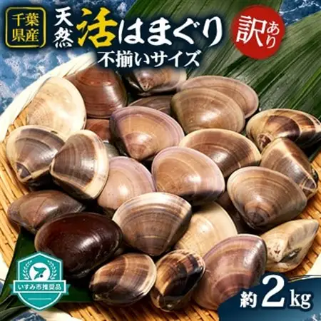 (( 訳あり ))　天然活はまぐり　約2.0kg_魚介・海産物 はまぐり 貝 ハマグリ 蛤_【配送不可地域：離島・沖縄県】【1472198】