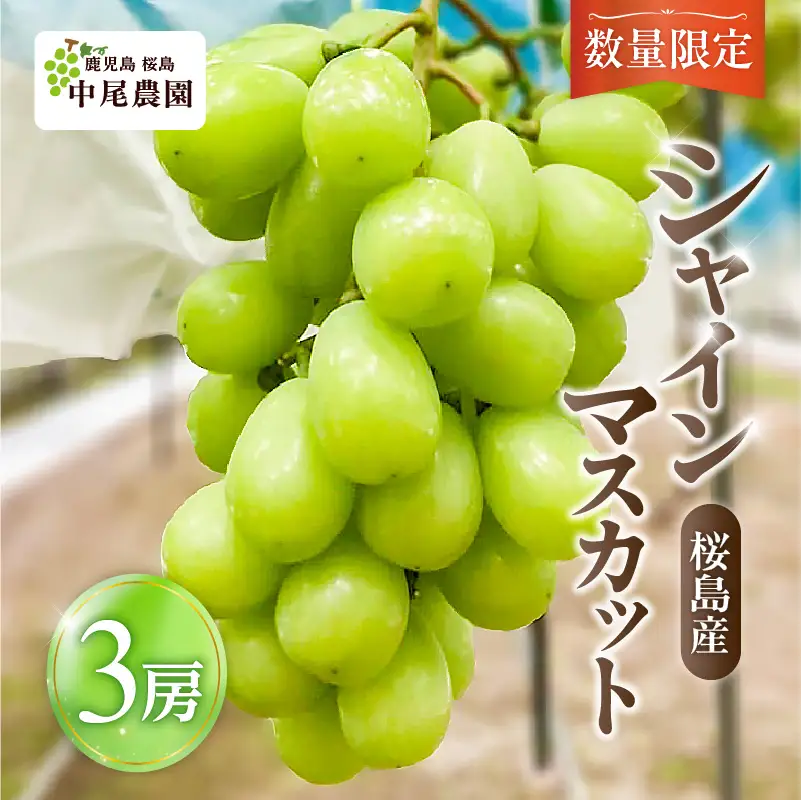 【 2026年先行予約 】【 桜島産 】シャインマスカット 3房 K261-001_03