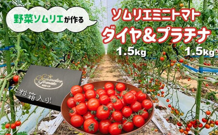【特別栽培農産物】ソムリエ ミニトマト 食べ比べ 3kg ( プラチナ + ダイヤ ) | 野菜 トマト とまと ミニトマト プチトマト 熊本 玉名