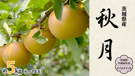 梨 秋月 約 5kg 6玉～14玉 (茨城県共通返礼品 かすみがうら市) [DH004sa]