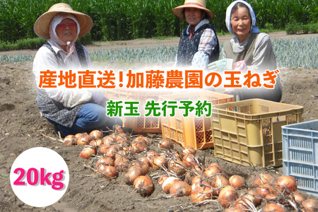 [新玉／令和8年6月から7月順次出荷予定] 産地直送！加藤農園の玉ねぎ 20kg｜数量限定 期間限定 タマネギ オニオン 玉葱 新玉ねぎ 産地直送 農家直送 野菜 新鮮野菜 国産 甘楽町産 群馬県産 先行予約 [0316]