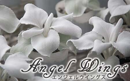 鉢物 セネシオ 「エンジェルウイングス」 2.5寸×6鉢 ／ シルバーリーフ 観葉植物 植物 希少 稀少 鉢もの 珍しい プレゼント ギフト 贈り物 自宅用 家庭用 観賞用 おしゃれ お洒落 インテリア ガーデニング フラワーアレンジメント ブーケ 岩手県産 八幡平市産 おすすめ 【安代リンドウ開発】