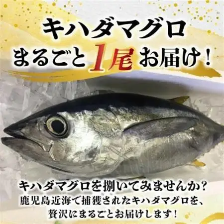鹿児島近海キハダマグロ1尾 008-57【配送不可地域：離島】【1710452】