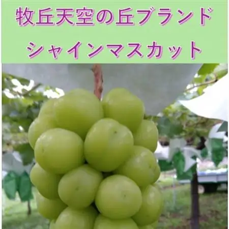 【2026年発送】9月中旬発送「牧丘天空の丘シャインマスカット」約1kg(2～3房)【配送不可地域：離島・沖縄県】【1473199】