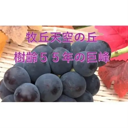 【2026年発送】9月中旬発送「幻の牧丘天空の丘キング巨峰」 約1kg(2～3房)【配送不可地域：離島・沖縄県】【1473331】