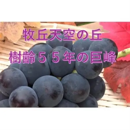 【2026年発送】10月上旬発送「牧丘天空の丘キング巨峰」 約1kg(2～3房)【配送不可地域：離島・沖縄県】【1473336】