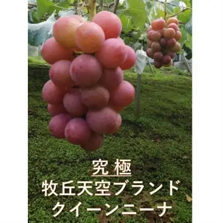【2026年発送】9月中旬発送「牧丘天空の丘クイーンニーナ」約1kg(2～3房)【配送不可地域：離島・沖縄県】【1473341】