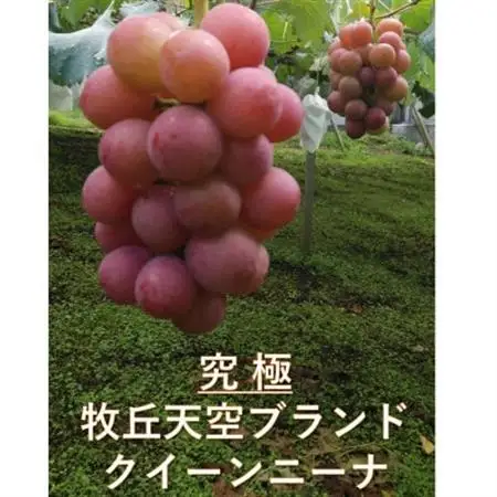 【2026年発送】9月下旬発送「牧丘天空クイーンニーナ」 約1kg(2～3房)【配送不可地域：離島・沖縄県】【1473342】