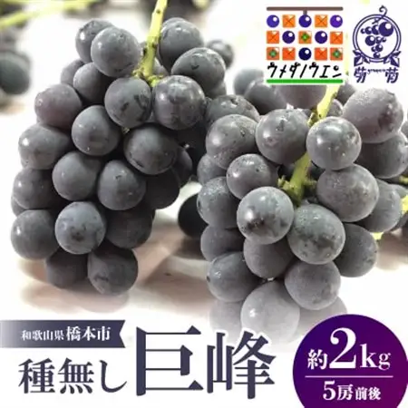 【2026年夏発送】種無し巨峰　約2kg(5房前後)　来季分先行受付_果物・フルーツ ぶどう・マスカット  ブドウ 葡萄 _【配送不可地域：離島】【1146341】