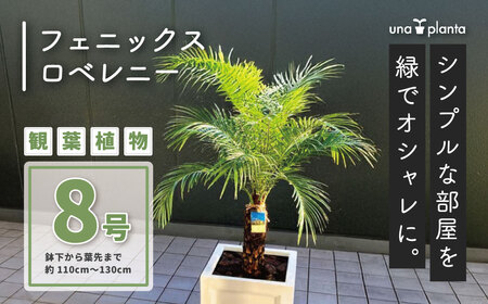 観葉植物 フェニックスロベレニー ロベ 8号（鉢下から葉先まで約H110cm～130cm）041-01-1 観葉植物
