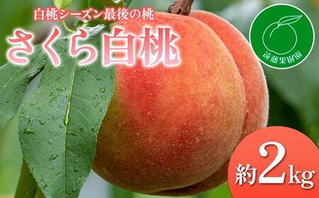 【2026年出荷分先行予約】福島県産 さくら白桃 約2kg (5～9玉) 遠藤果樹園 大玉 固め 白桃 伊達の桃 桃 フルーツ 果物 もも モモ momo F20C-833