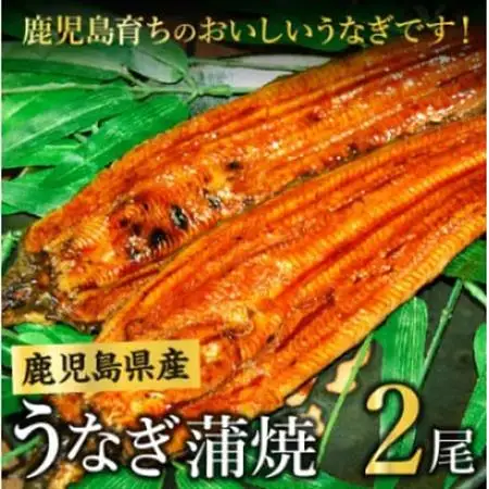 鹿児島県産うなぎ蒲焼2尾 008-55【配送不可地域：離島】【1710431】