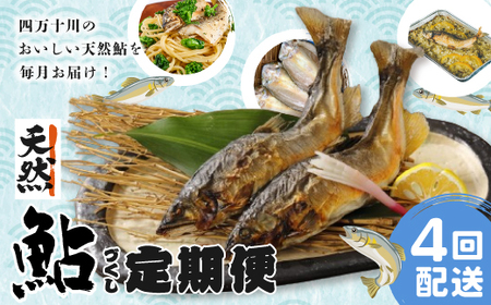 26-851．【4回定期便】鮎づくし！清流四万十川で育った天然鮎の定期便