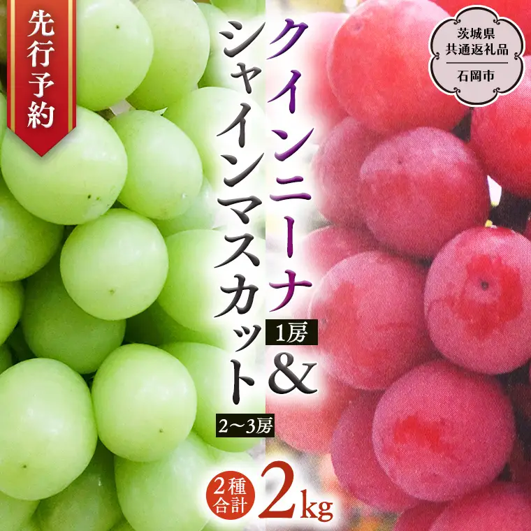 クインニーナ ＆ シャインマスカット 詰め合わせ 約2kg  (茨城県共通返礼品 石岡市）  2026年9月上旬発送開始  開田ぶどう園 産地直送 フルーツ 甘い 直送 茨城 限定 ギフト ぶどう クインニーナ シャインマスカット 果物 [DO008sa]