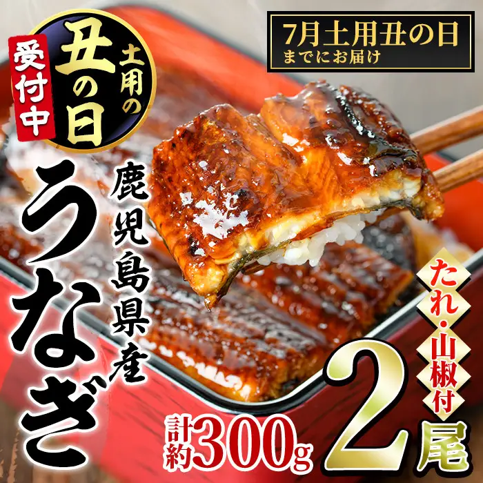 【0104347a-2607】＜土用の丑の日までにお届け＞東串良町のうなぎ蒲焼(無頭)(2尾・計約300g・タレ、山椒付)うなぎ 高級 ウナギ 鰻 丑の日 国産 蒲焼 蒲焼き たれ 国産 九州産 鹿児島県産 ふるさと 人気 【アクアおおすみ】