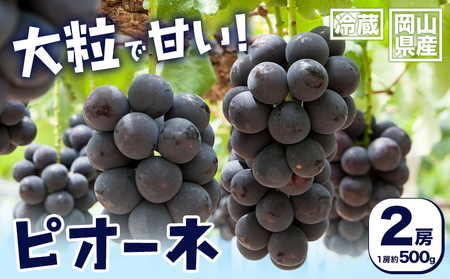 【2026年先行予約】岡山県産 ピオーネ 2房 約500g×2 晴れの国 晴れの国 おかやま館(フルーツランド岡山)《2026年7月中旬-8月下旬頃出荷》岡山県 浅口市 マスカット ぶどう 葡萄 果物 フルーツ 送料無料【配送不可地域あり】（離島）