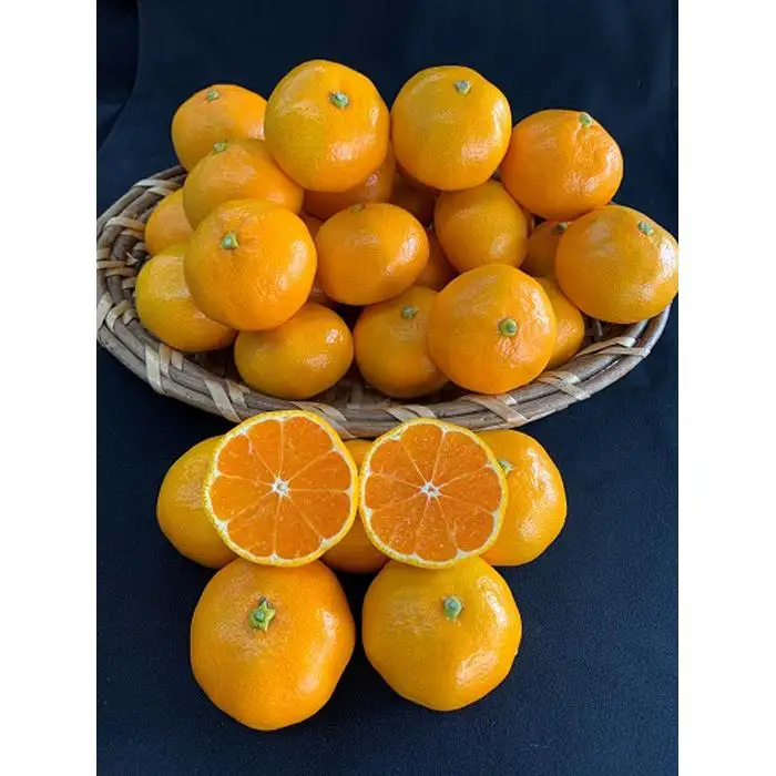 【数量限定】【赤秀特選品】有田みかん2Sサイズ約5kg
