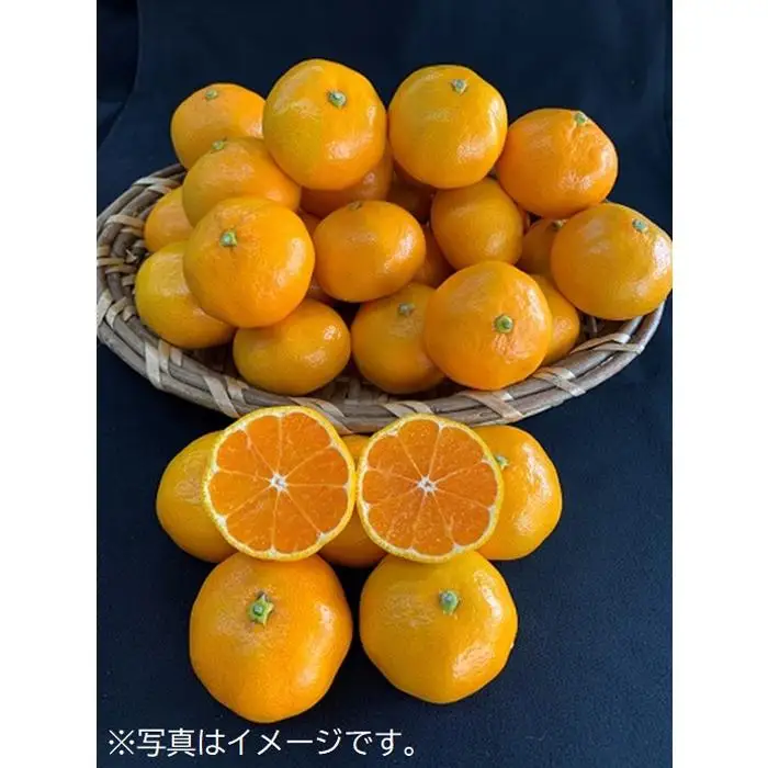 【数量限定】有田みかん　約10kg（3L/大玉サイズ）