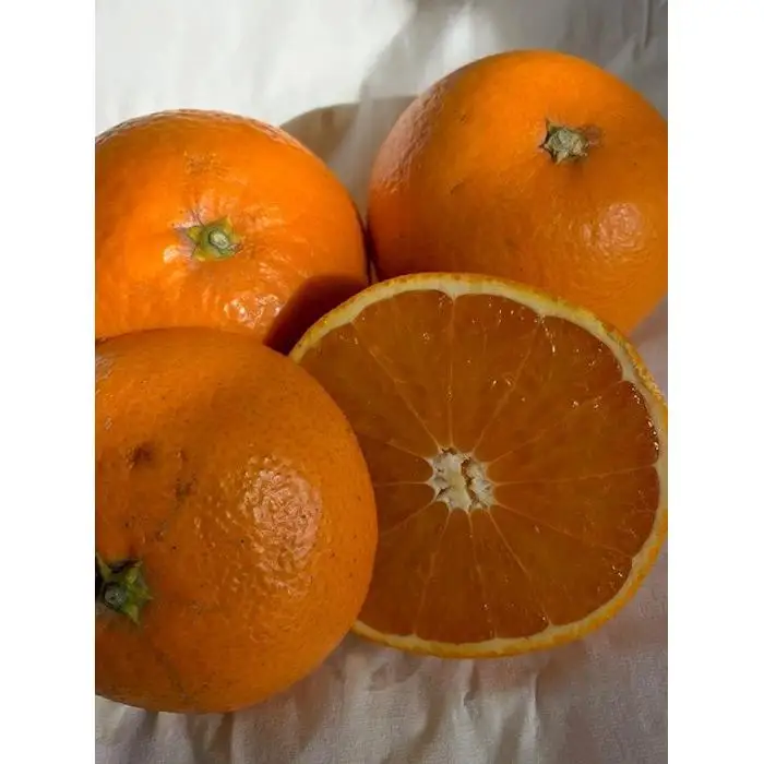 完熟清見オレンジ 赤秀品 5kg（М・L・2L/サイズ指定不可）