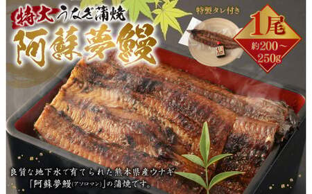 熊本産 特大うなぎ蒲焼「阿蘇夢鰻（アソロマン）」1尾 鰻 蒲焼