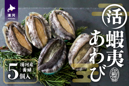 【12月発送！】活蝦夷あわび×5個[46-1344]