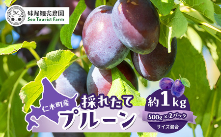[先行受付/2026年] 仁木町の採れたて「サンプルーン」1kg（500g×2）サイズ混載 北海道 仁木 果物 くだもの フルーツ プルーン 果物詰合せ セット 高糖度 [フルーツショップ妹尾観光農園]