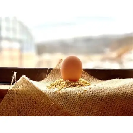 【毎月定期便】ファームモチツモタレツの平飼い有精卵30個 全6回_卵・乳製品 卵  たまご タマゴ 玉子  定期便 定期便  _【配送不可地域：離島】【4009010】